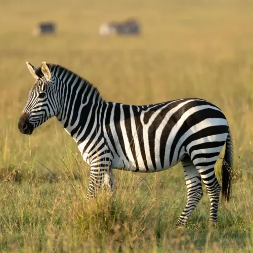 Safari Tembo de 10 Jours en Tanzanie : Serengeti, Ngorongoro, Lac Natron & Lac Victoria – Une grande expédition africaine entre Big Five, paysages volcaniques et cultures authentiques