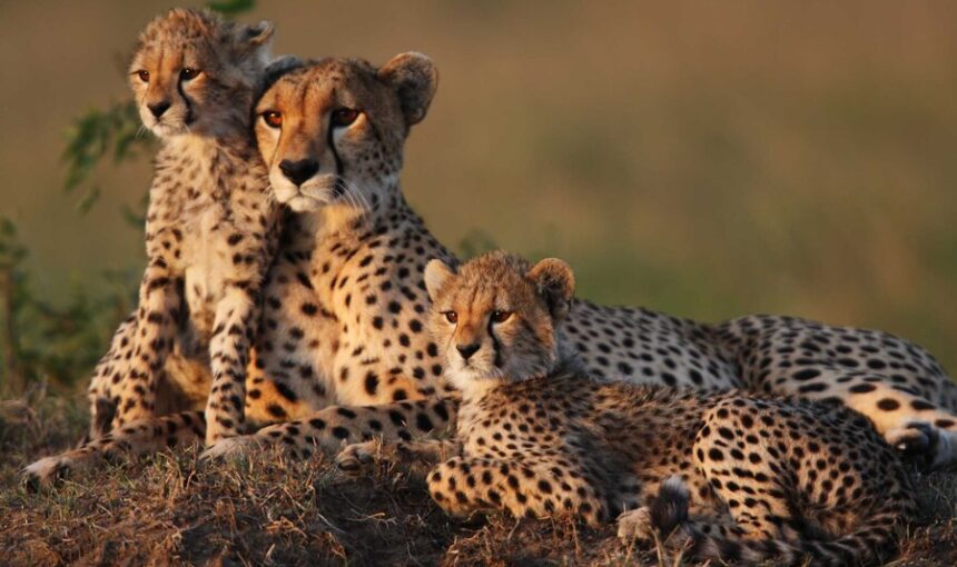 Les Meilleures Expériences en Afrique à Ajouter à Votre Bucket List