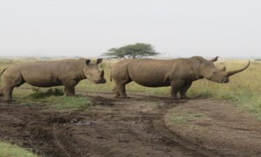 Safari Signature du Sud – Entre éléphants rouges, Kilimandjaro et le légendaire Salt Lick Safari Lodge