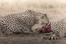Safari Kenya Signature – Kilimandjaro & Terre Rouge, entre les éléphants rouges de Tsavo et les géants d’Amboseli