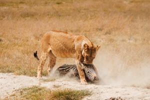 Safari Découverte du Kenya – De l’océan Indien au Masai Mara, entre plages, lacs et grands safaris