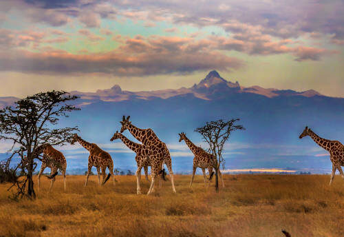 Safari Gorilles & Faune en Ouganda – Expérience Ultime Quest of Africa : Des puissantes chutes Murchison aux gorilles de montagne de Bwindi, découvrez la Perle de l’Afrique entre safaris, primates et paysages spectaculaires