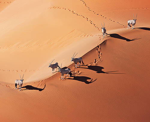 POINTS FORTS DE LA NAMIBIE : PAYSAGES & TRADITIONS – Découvrez les dunes rouges du Namib, les paysages sauvages du Damaraland, les traditions Himba et les safaris inoubliables d’Etosha