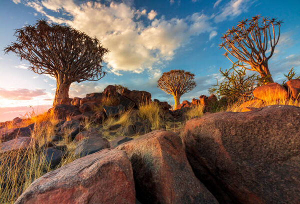 Natural park near Keetmanshoop in Namibia with typical trees at sunset