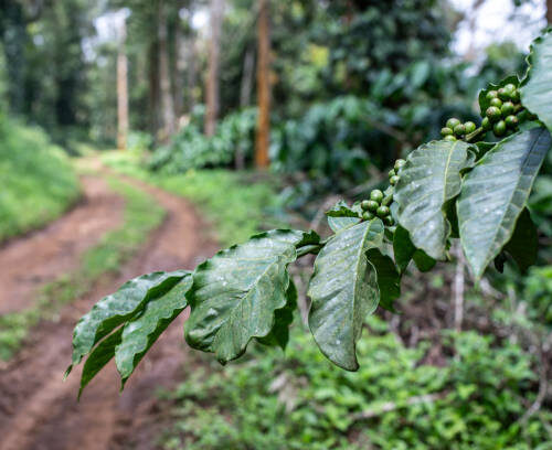 Expérience au Fairview Coffee Estate