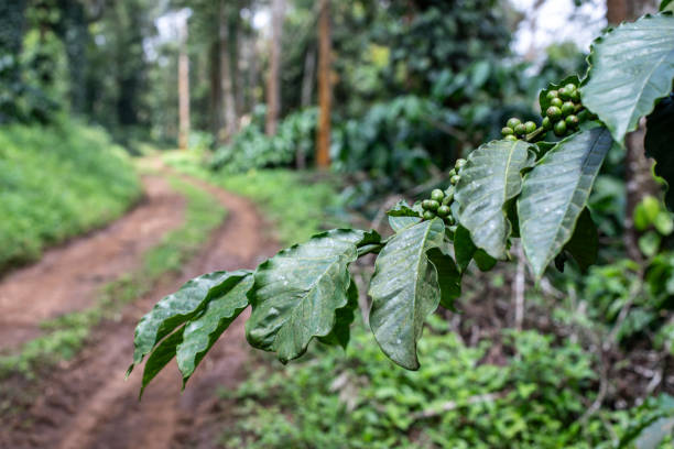 Expérience au Fairview Coffee Estate