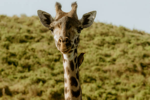 Safari Giraffe - Des savanes d’Amboseli aux plaines infinies du Serengeti, Une grande traversée au cœur de l’Afrique de l’Est
