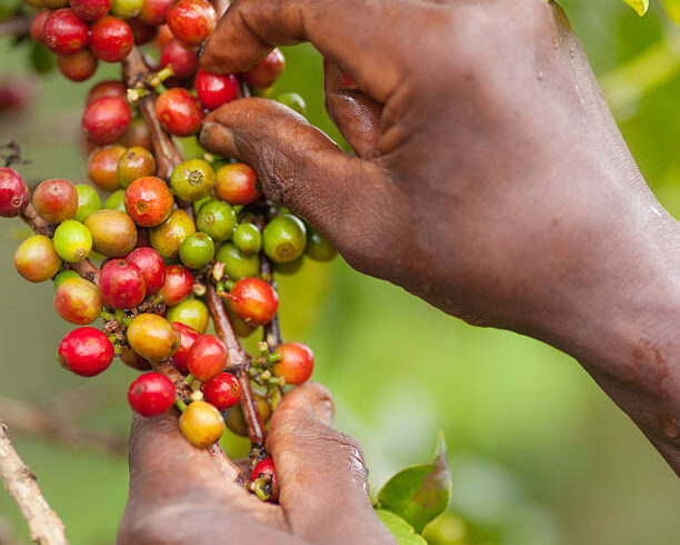 Expérience du Caféau Karunguru Coffee Estate