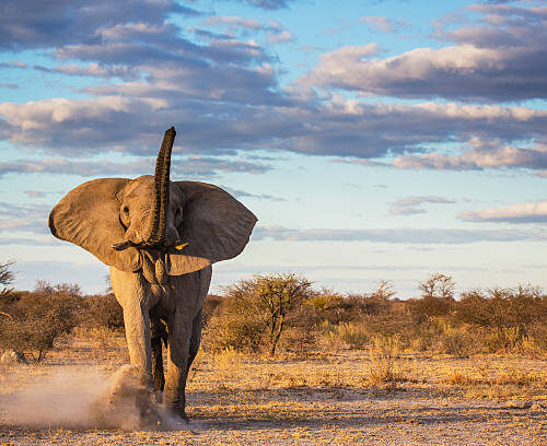 Chobe Express – Safari Fly-In entre la rivière Chobe et les plus grands troupeaux d’éléphants d’Afrique