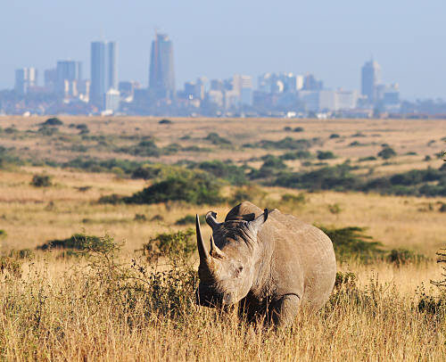 Découverte de Nairobi : Ville, Culture & Gastronomie