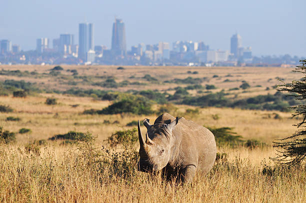 Découverte de Nairobi : Ville, Culture & Gastronomie