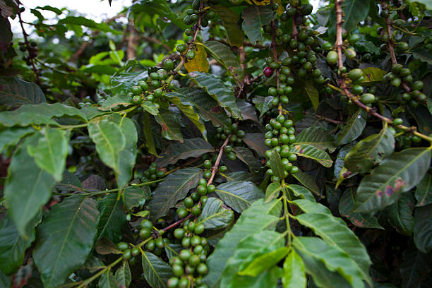 Expérience au Fairview Coffee Estate Expérience dans une Plantation de Café - Découvrez l'Art du Café Kenyan, de la Plantation à la Tasse
