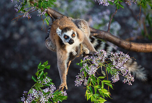 gettyimages-621455634-612×612
