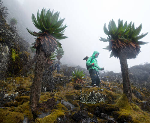Itinéraire Chogoria - La voie la plus spectaculaire du Mount Kenya
