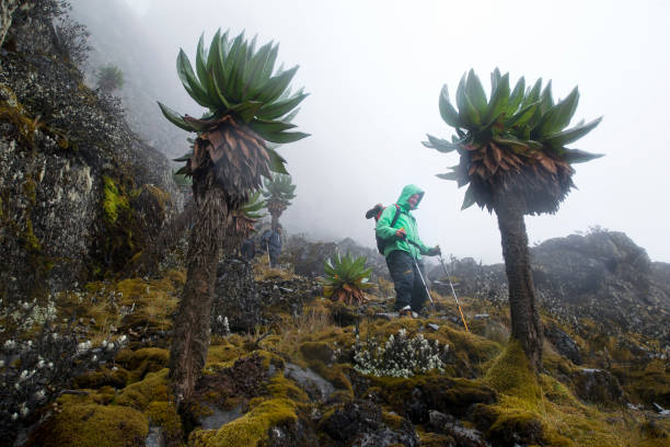 Itinéraire Chogoria - La voie la plus spectaculaire du Mount Kenya