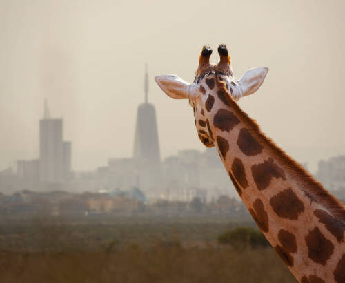 Expérience Faune Sauvage & Gastronomie à Nairobi
