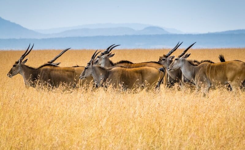 Évasion Sauvage - Des Rhinocéros d'Ol Pejeta aux Trésors Sauvages de Samburu