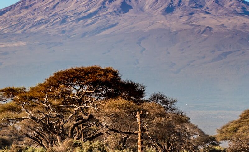 Éléphants Rouges de Tsavo