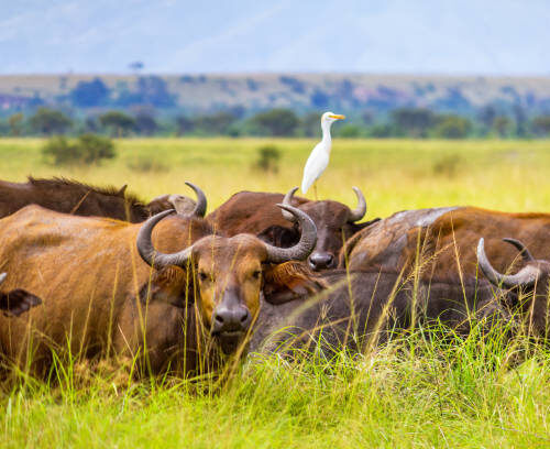 Safari Bongo - Du Kilimandjaro aux plaines infinies du Serengeti, une traversée sauvage au cœur du Kenya et de la Tanzanie