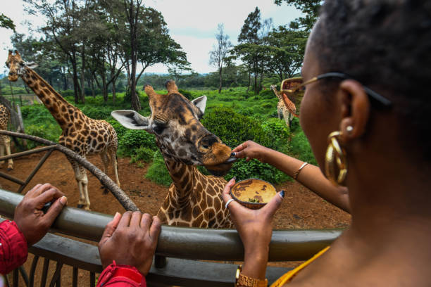 Expérience au Giraffe Centre - Une Rencontre Privilégiée avec les Géants Paisibles du Kenya