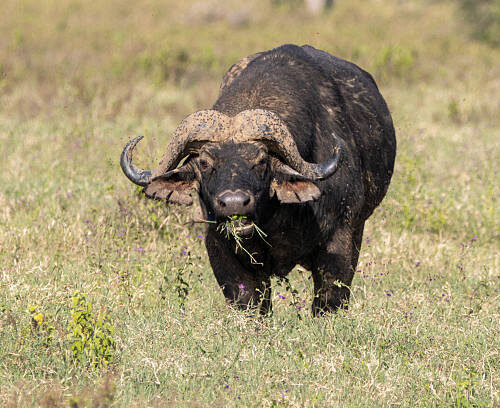 Safari Buffalo - Des éléphants d’Amboseli aux plaines infinies du Serengeti, Une odyssée sauvage jusqu’aux plages de Diani
