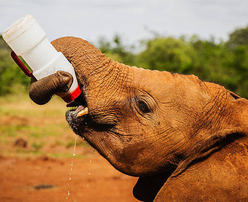 Circuit Conservation de la Faune Sauvage à Nairobi