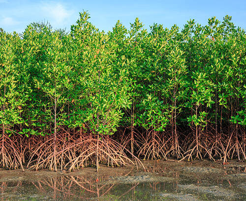 Safari dans les MangrovesCriques de l'Archipel de Lamu