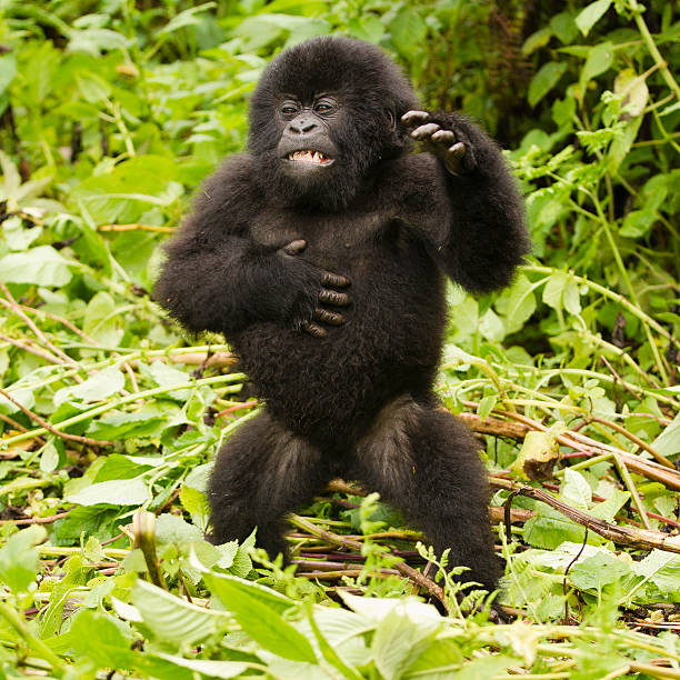 Safari des Incontournables d’Afrique de l’Est - Kenya – Ouganda – Rwanda