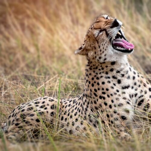 Safari Choroa - Des plages de Diani aux merveilles du Ngorongoro, Un voyage sauvage au cœur de l’Afrique de l’Est Kenya – Tanzanie