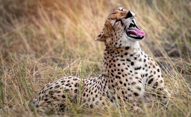 Safari Choroa - Des plages de Diani aux merveilles du Ngorongoro, Un voyage sauvage au cœur de l’Afrique de l’Est Kenya – Tanzanie