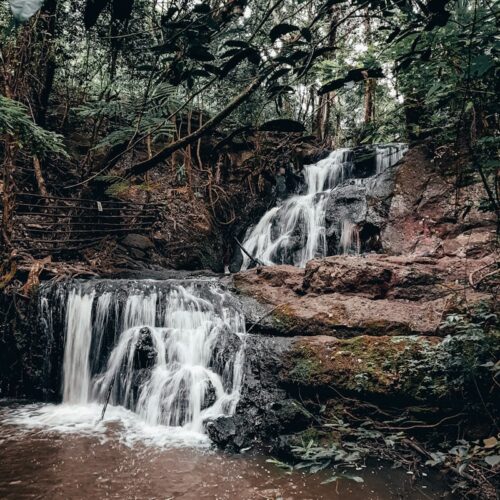 Forêt de Karura