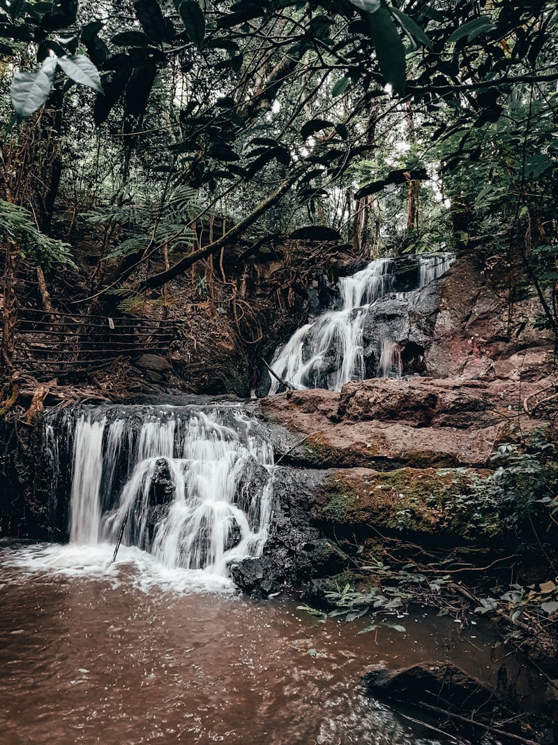 Forêt de Karura
