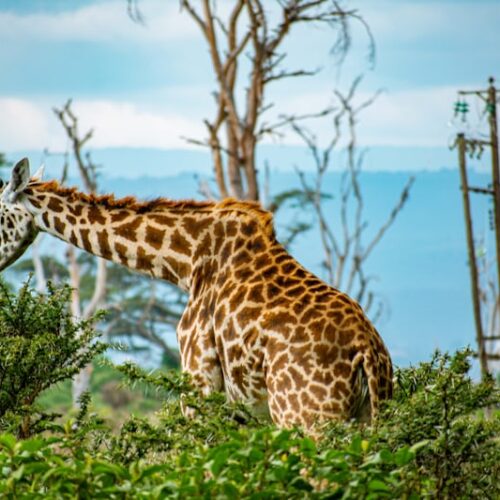 Safari Découverte du Kenya