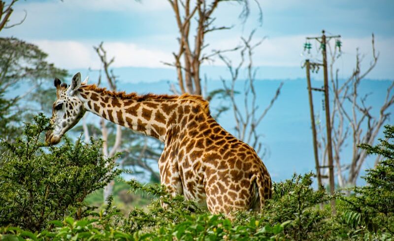Safari Découverte du Kenya