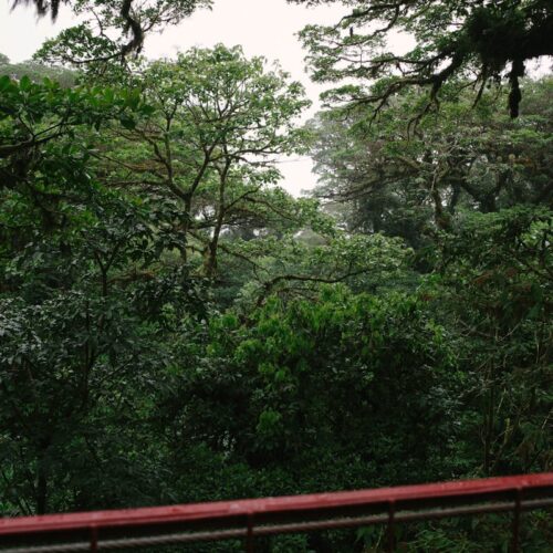 Forêt Kereita